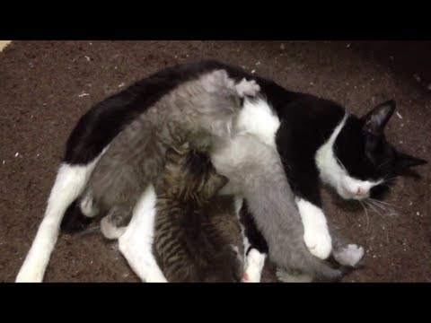 可愛い画像 ママにベッタリの赤ちゃん猫 cat lactating
