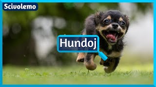 Kiel oni hejmigis hundojn