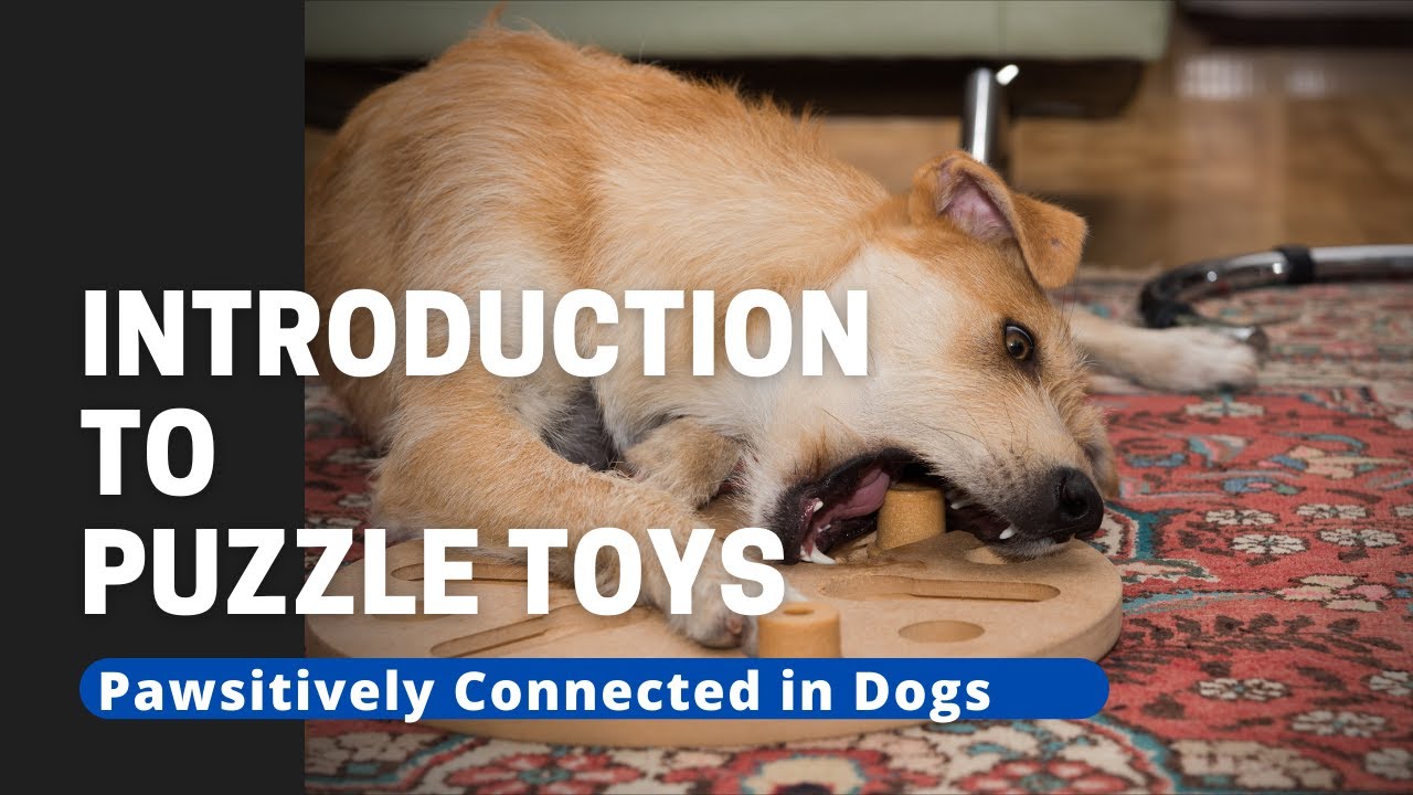 10 Best Puzzle Toys that Actually Help Bored Dogs