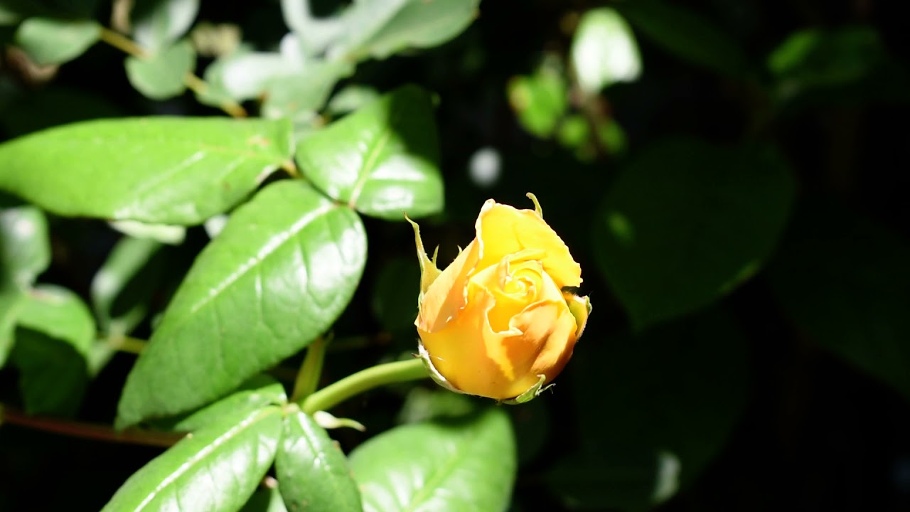 Relaxing Nature ASMR yellow rose