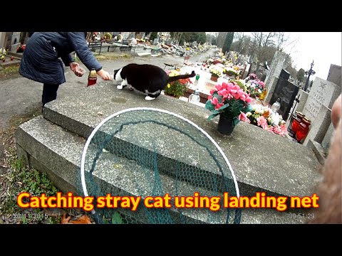 Catching a feral
