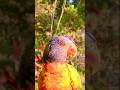 Friendly birds singing in the afternoon #epic #aussie #wildlife