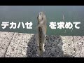 ハゼ丼が食べたくてマッタリとハゼ釣りして来ました。