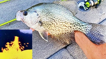 CATCH MORE CRAPPIE! Fishing Jigs In Brush and Stumps! (Livescope)