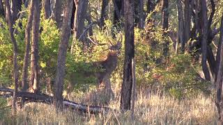 Impressive Rusa Deer Stag #Trims
