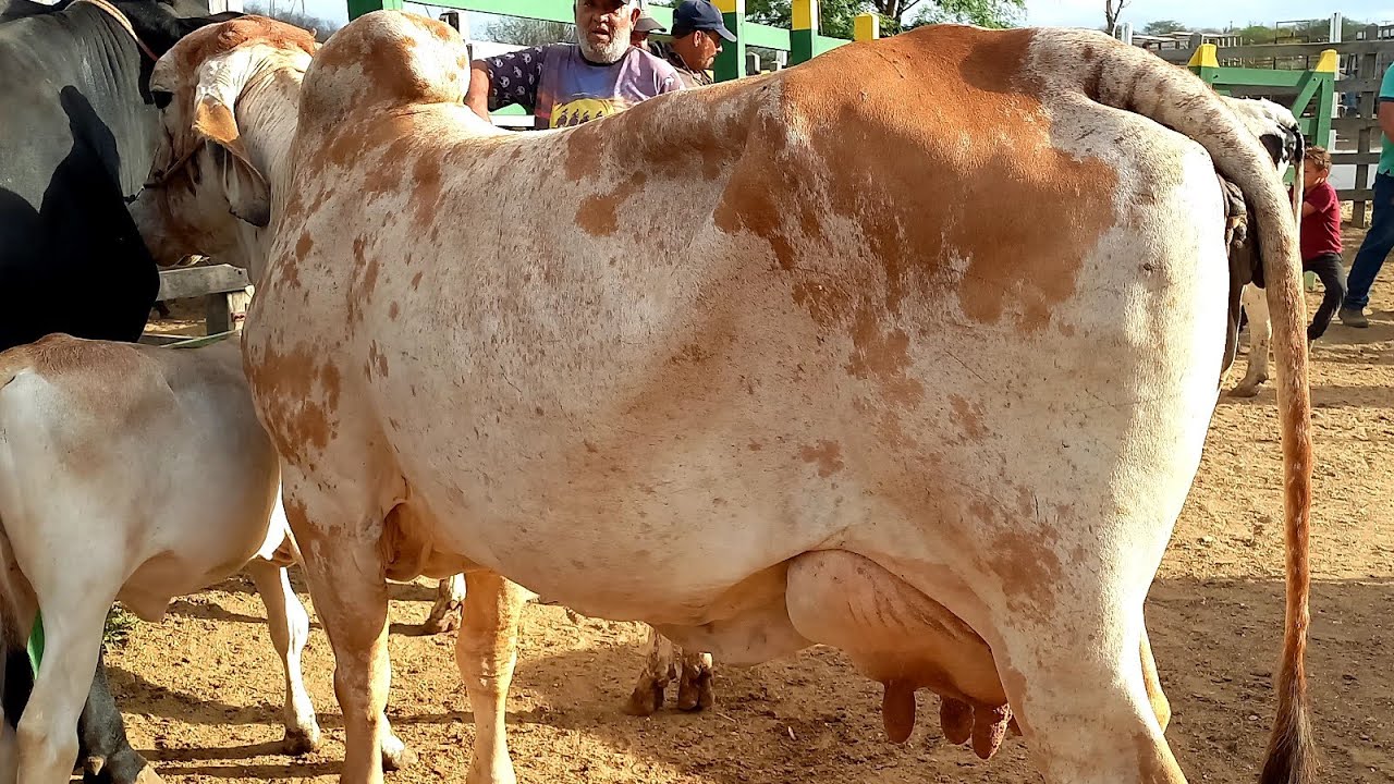 Feira do Gado Venturosa Pe.27/01/26