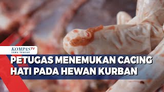 Petugas Menemukan Cacing Hati Pada Hewan Kurban