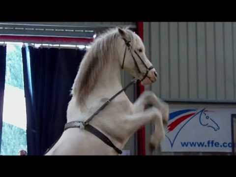 cheval passion 2011 - julie plas video