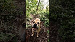 Ramblin dog doglover cute love puppy trending trendingshorts youtubeshorts youtube walking