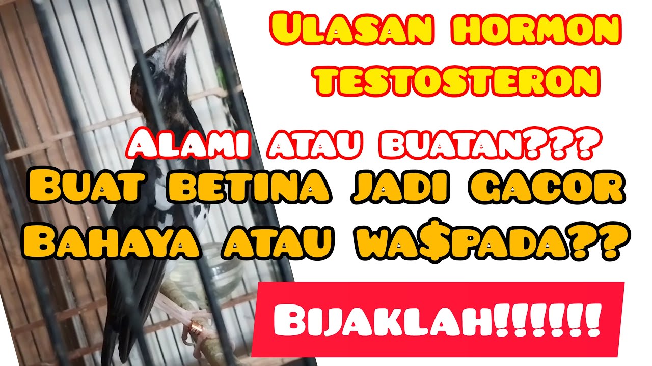 Ulasan Hormon testosteron untuk Anis Kembang!BERBAHAYA bila digunakan orang tidak bertanggung jawab!