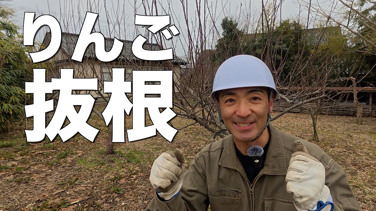 【抜根】りんごの木５本をチェーンブロックで抜きました