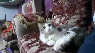 بهزرمع القط شيكو ودا اخره الهزار The best way to play with the cat is Chico, the last of which