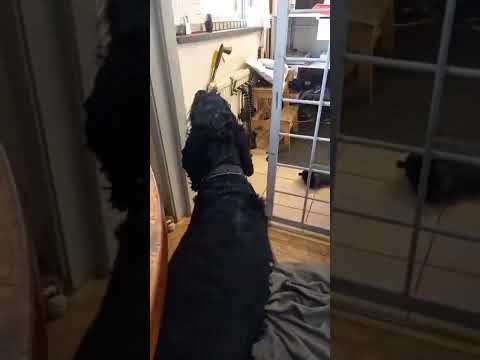 Video: Hunden på jobben