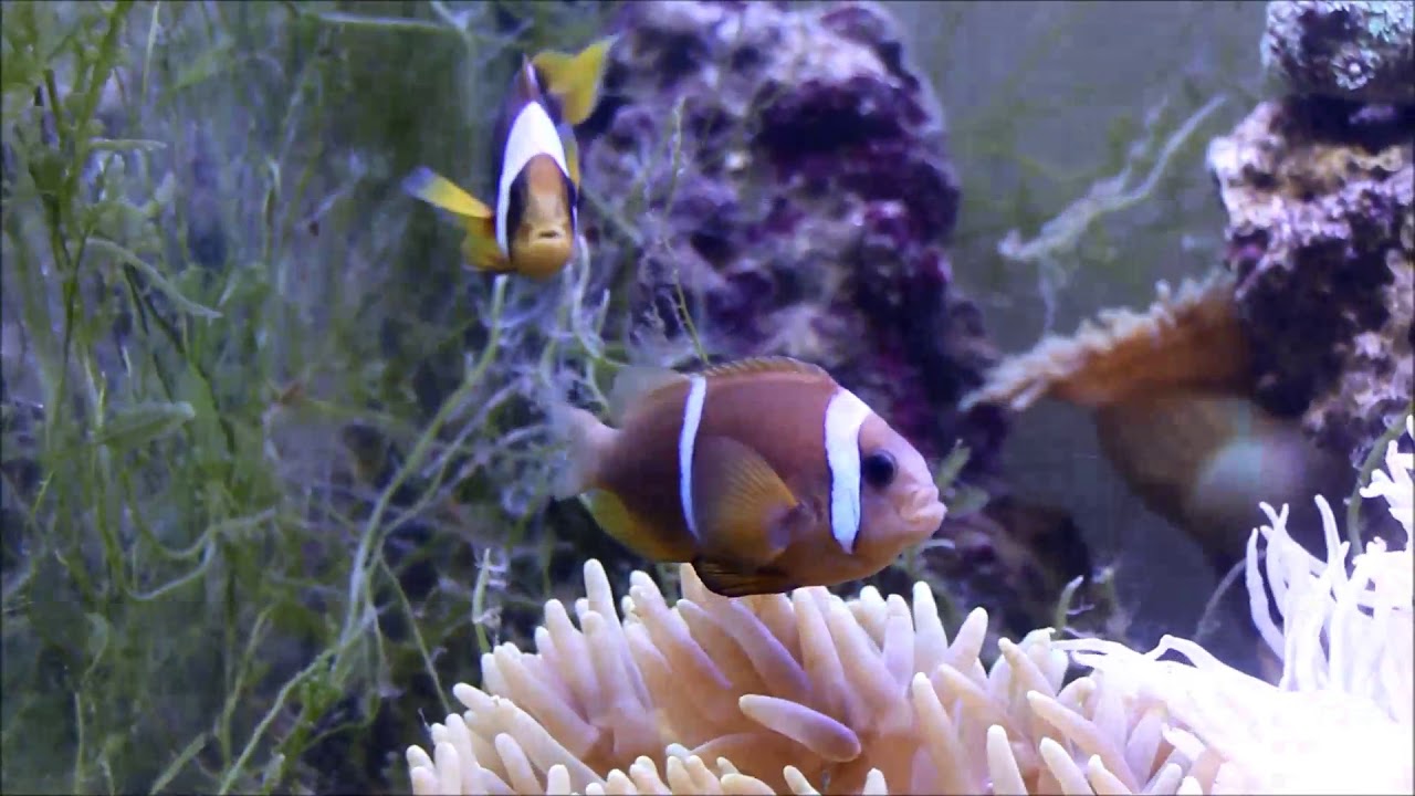 camera iphone 8 plus apk 人工混種馬達加斯加小丑和阿曼小丑2k Madagascar anemonefish（Captive-Bred,Hybrid） & Oman anemonefish