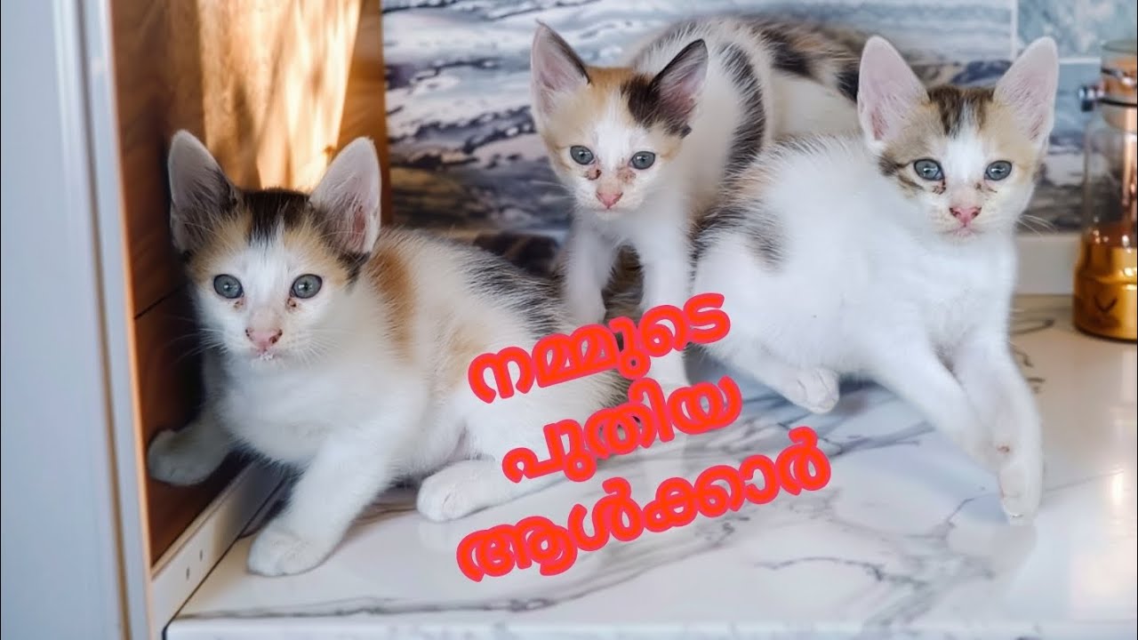 ഞങ്ങള് ഇപ്പോള് പാല് കുടിച്ചു തുടങ്ങീ ട്ടോ🥰