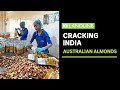 Australian almonds provide key ingredient to indias culture  abc news