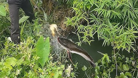Câu Cá Lóc Bằng Vịt /  Bật 6 Con Phê Tay Luôn / Catch Fish By Baby Duck