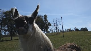 Up Close and Personal with a Llama at the Pumpkin Patch! (10.11.2015 Day #66)