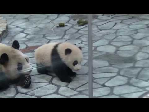 アドベンチャーワールド　どうしたら　起きてくれるの？(2017/01/28)