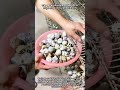 The Busy Daily Routine Of A High Capacity Quail Farm