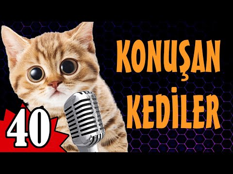 Konuşan Kediler 40 - En Komik Kedi Videoları