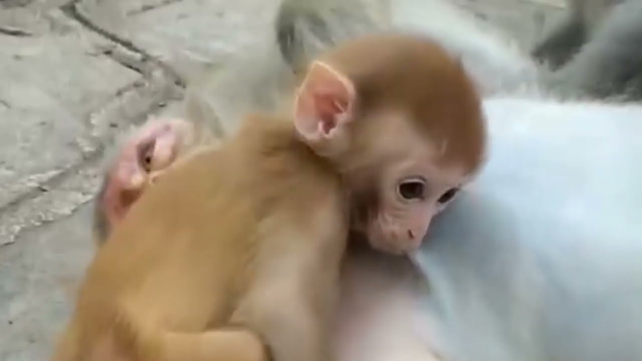 The happy monkey family love |