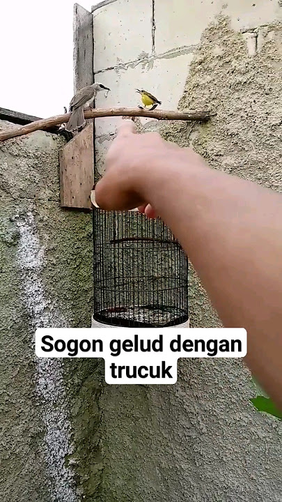 sogon vs trucuk !! merebut kekuasaan wilayah #hummingbird #sogon #trucukan