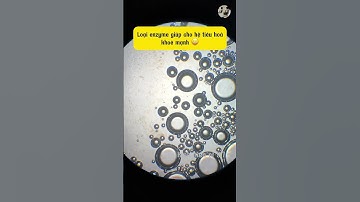 NƯỚC BỌT lúc thức dậy sẽ có gì dưới kính hiển vi 97 🔬