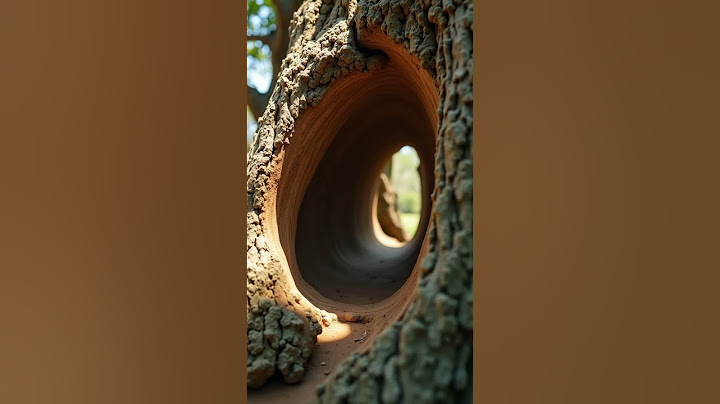 Top Botanist Reveals the Baobab Tree's Hidden Powers #science #tellyhistory