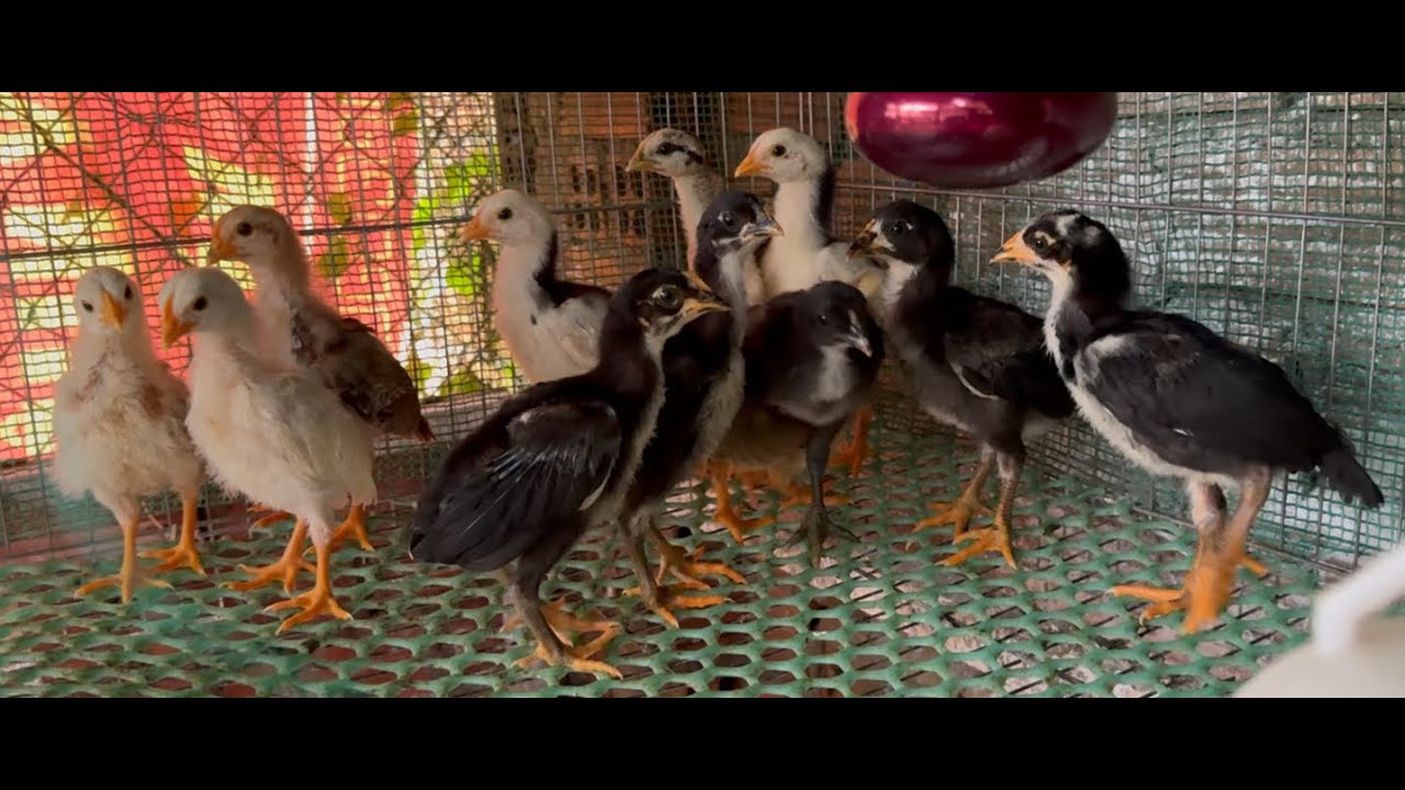 Đàn Gà Con Trong Những Ngày Mưa Bão| THẠNH LONG THÀNH