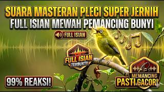 Masteran Pleci Super Jernih | Full Isian Mewah lengkap Terbaru 2026