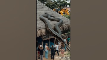 Big python on top of the house #animallife #animals #wildlife #varalvideo #youtubshurt