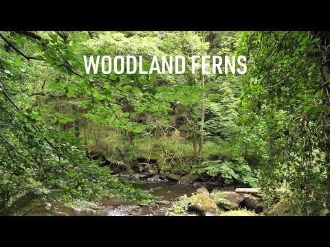 Video: Wood Fern Information - Meer informatie over de groeiomstandigheden van houtvarens