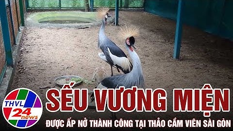 Thảo Cầm Viên Sài Gòn ấp nở thành công sếu vương miện