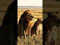 Lion 🚨 #Shorts #YouTubeShorts #AIAnimation #Animation #ViralShorts #Trending #FunnyAnimation #USA