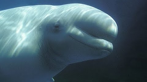 Sanctuaries and the Study of Whale Communication