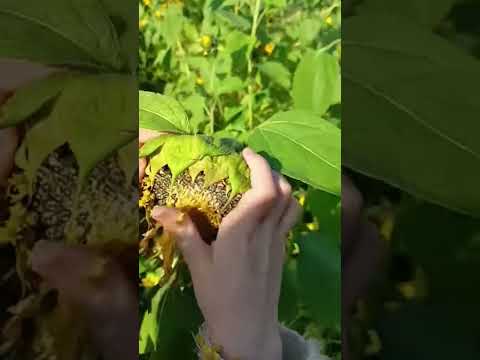 Как добыть семки из подсолнуха)) #деревня #дача #огород #сад #село #питер #рекомендации #весело