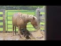 Horse is having himself a grand ole time playing a mud puddle!