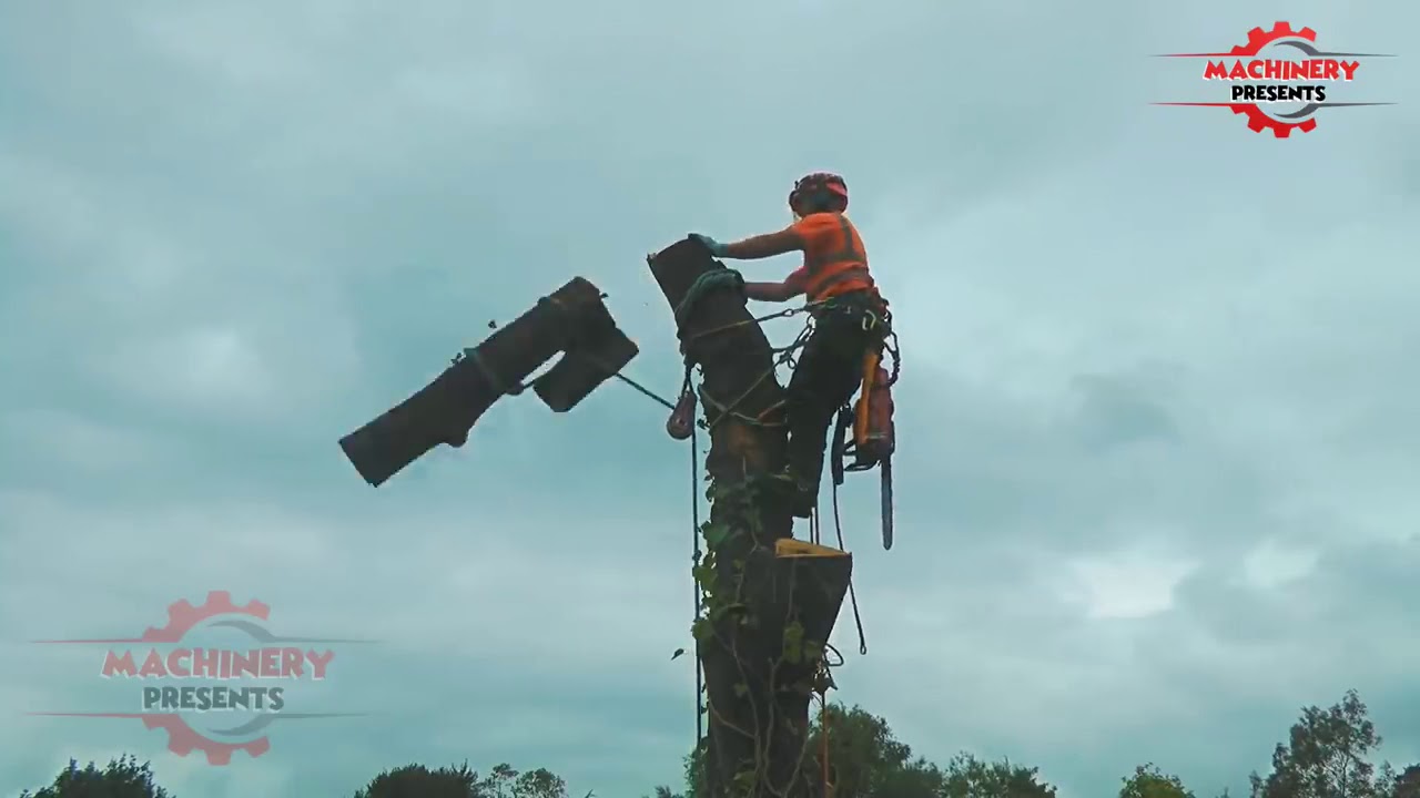 Big Tree Felling Cutting Down with Chainsaw Machines! Climbing Top Down ...