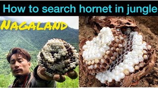 Proof of finding hornet bee / Nagaland