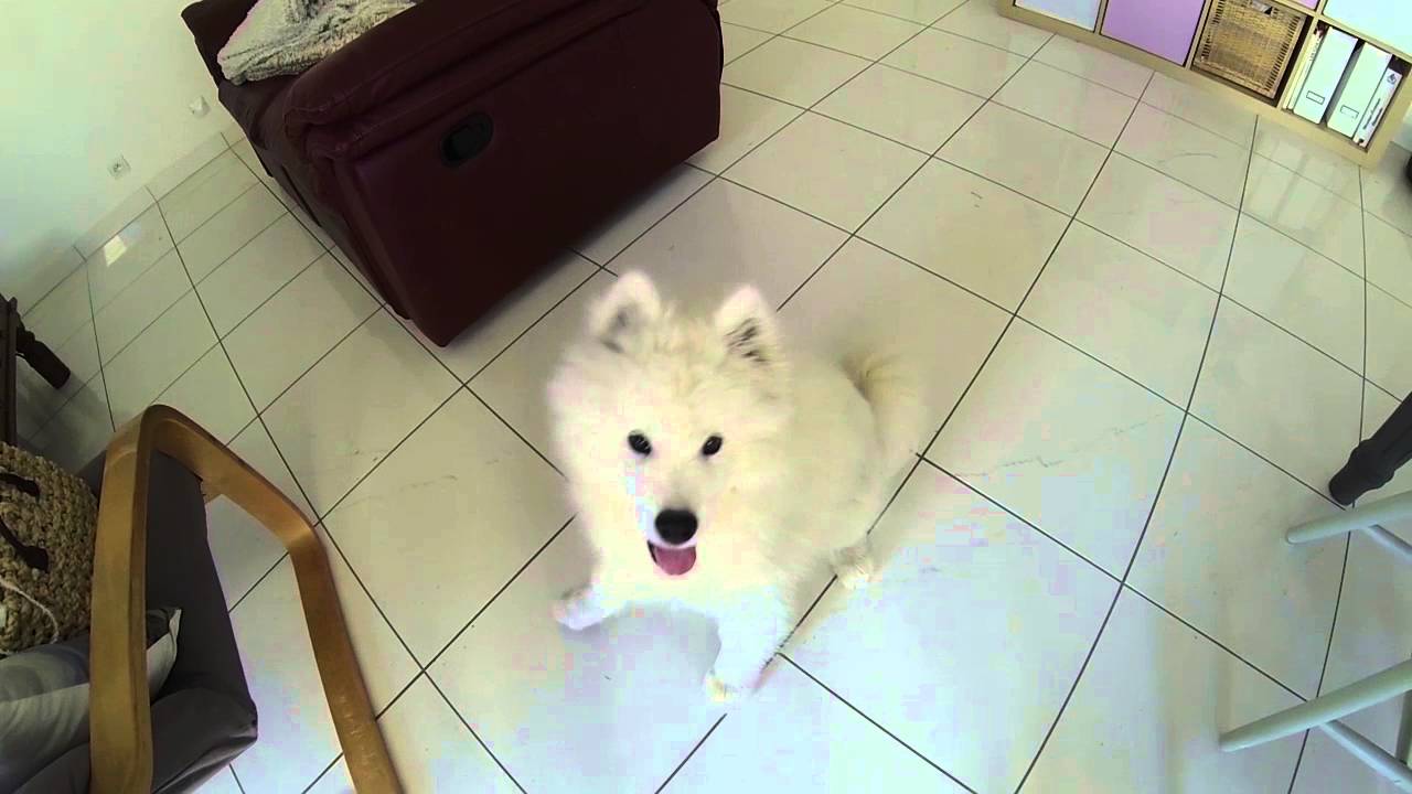 Samoyed Puppy Growth Chart