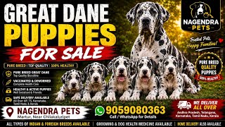 top quality Great dane puppies for sale in telugu martur 9059080363 nagendrapet
