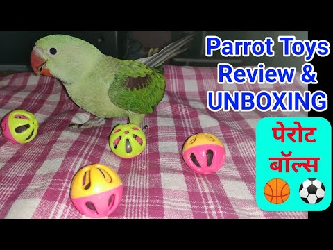 Parrot Toys Ball | bird toys for parrots | Parrot react to ball | @Michael Parrot
