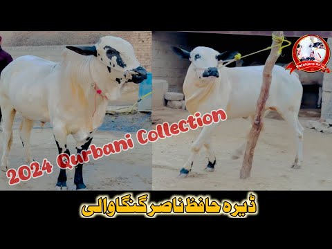 Dera Hafiz Nasir Gangawali || 2024 Qurbani Collection || Gangawali Bulls ||  #bakraeid2024