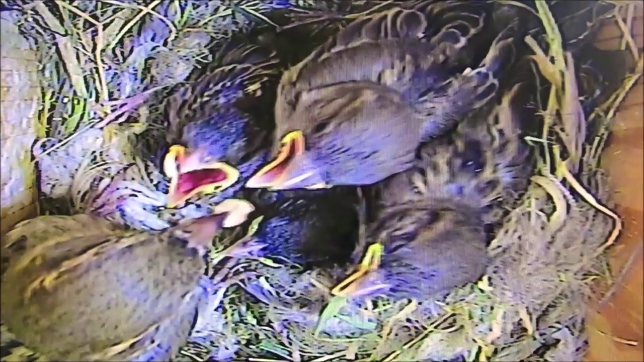 House Sparrow Chicks Update 13th June 2019 YouTube house-sparrow-chicks-update-13th-june-2019-youtube