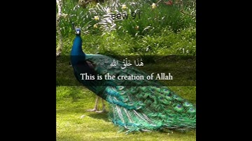 هذا خلق الله ❤️ تلاوة قصيره 💙💚💙