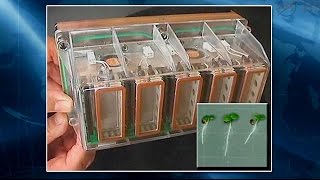 Space Station Live: Seedling Growth-2 Experiment