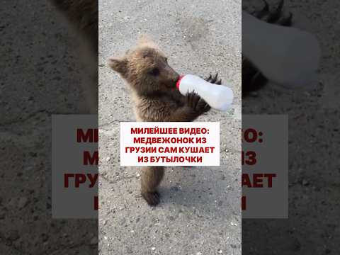 Медвежонок Белука из Грузии приучается к самостоятельности #грузия #животные #милота #природа