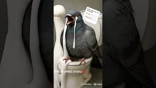 Stop Scaring The Pigeon, Lebron James, Sybau