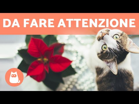 Stella Di Natale E Gatti.4 Piante Di Natale Tossiche Per Cani E Gatti Youtube